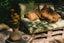 The Oh My Gee Cushion Cover - Brown - 30x50_40 - Labohemian