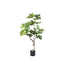 Tree Green Fig Tree In Pot S - Labohemian