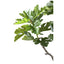 Tree Green Fig Tree In Pot S - Labohemian