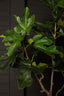 Tree Green Fig Tree In Pot S - Labohemian