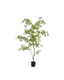 Moringa tree 150cm - Labohemian