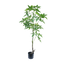 Schefflera boom 150cm