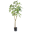 Schefflera boom 180cm