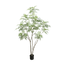 Bamboe boom 240cm