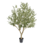 Olijf boom 260cm