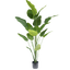 Strelitzia plant 210cm